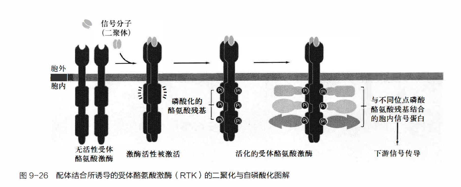 配体结合所诱导的RTK的二聚化与自磷酸化图解 P177